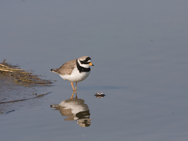 Charadrius hiaticula Bontbekplevier Great Ringed Plover